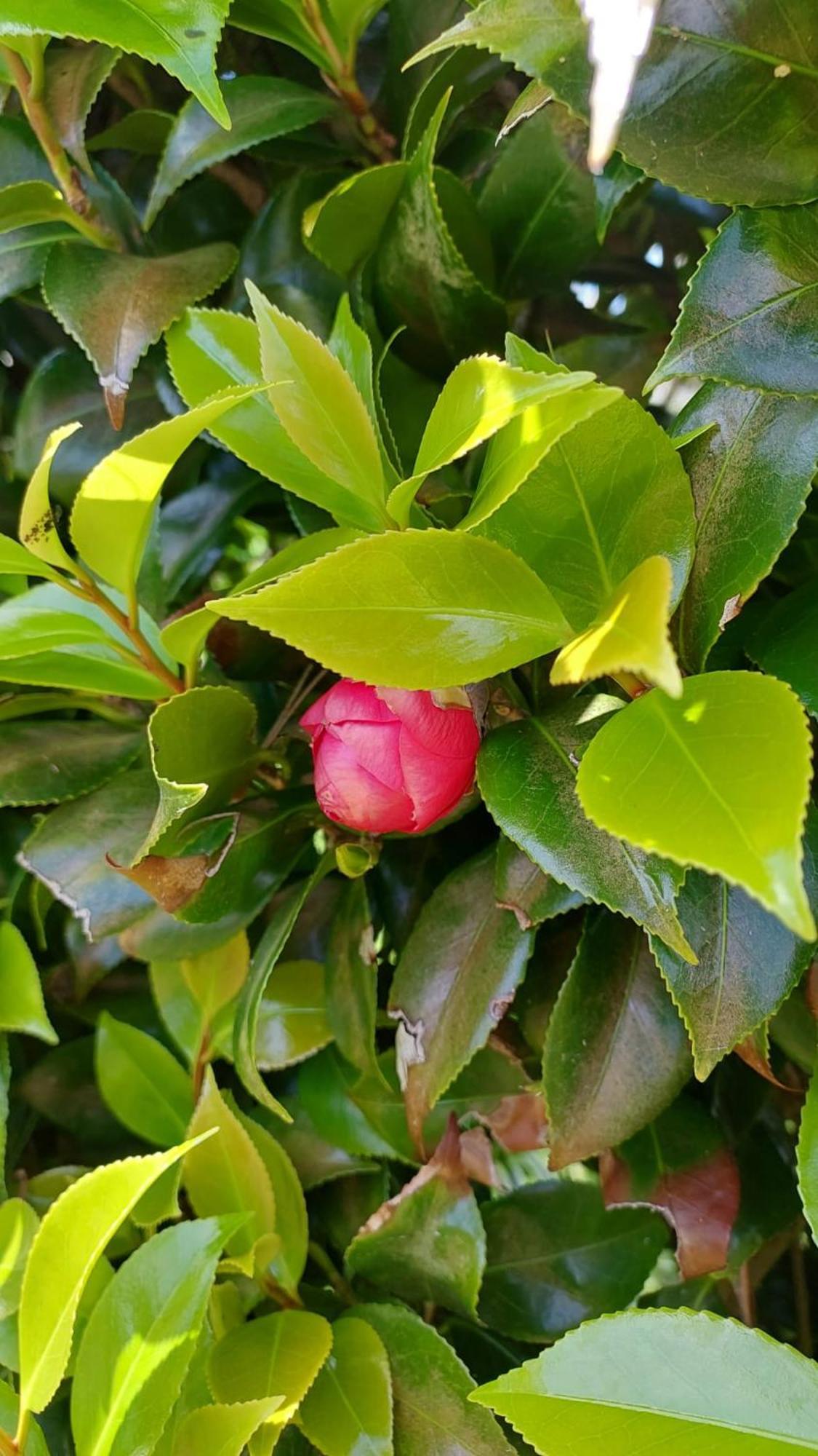 Retiro Das Camelias 1 Lajes das Flores Exteriör bild