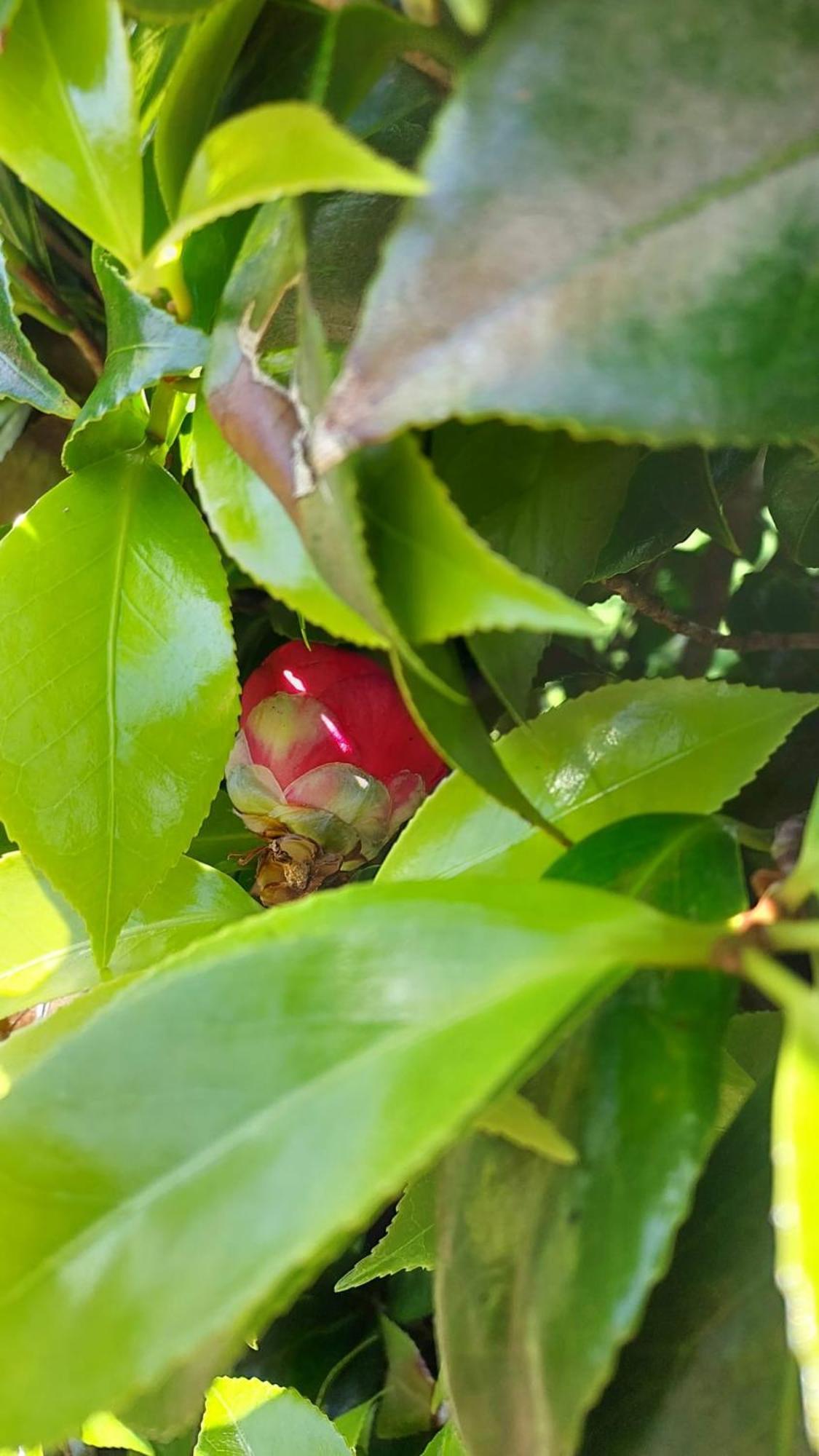 Retiro Das Camelias 1 Lajes das Flores Exteriör bild